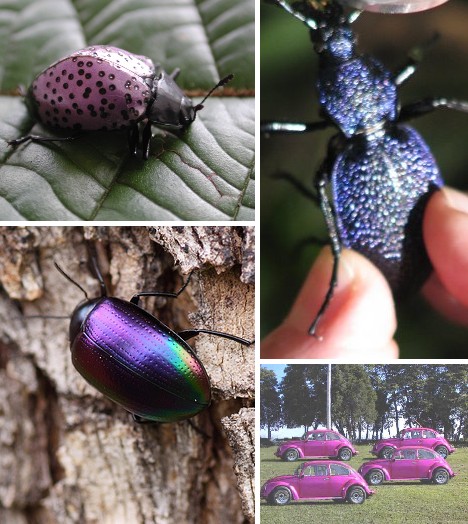 在大多数情况下，这种甲壳虫显示的是并不是纯种的紫色