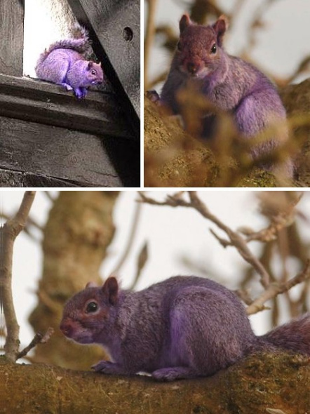 紫色松鼠