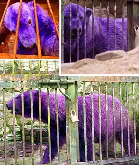 紫色北极熊