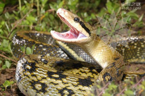 黑眉锦蛇被称为“捕鼠大王”，国家二级保育动物（数量稀少）