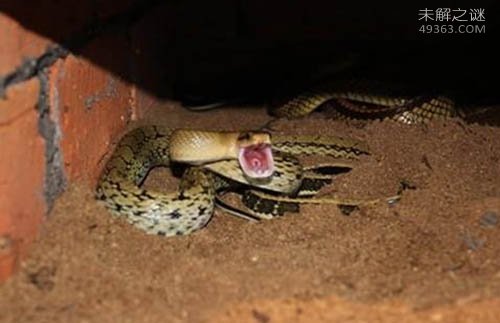 世界上最温顺的蛇，黑眉锦蛇（无毒、食鼠）