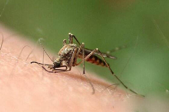 蚊子喜欢叮咬什么血型的人，七大招蚊子的人盘点