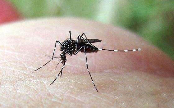 蚊子喜欢叮咬什么血型的人，七大招蚊子的人盘点