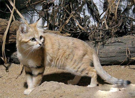 巴基斯坦沙猫非常温顺，但繁殖困难濒临灭绝