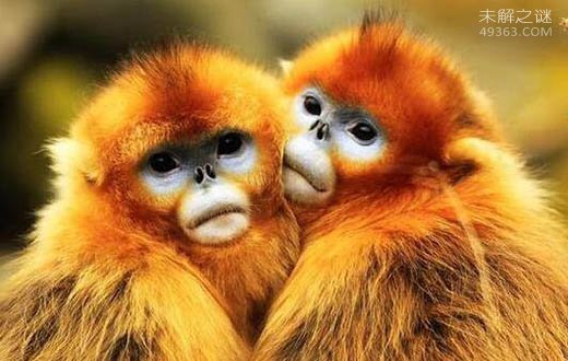 世界上最酷的猴子，金丝猴浑身金灿灿好刺眼