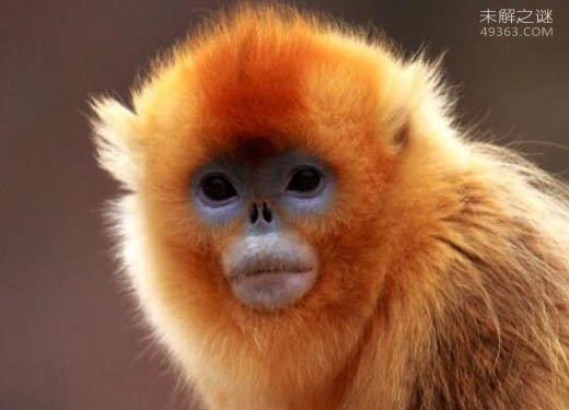 世界上最酷的猴子，金丝猴浑身金灿灿自带主角光环