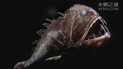 最恐怖的五种深海鱼：毒蛇鱼牙像毒蛇的牙齿