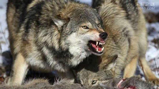 北美灰狼究竟有多大？