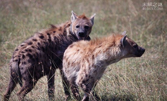 当北美灰狼群遇上非洲鬣狗群