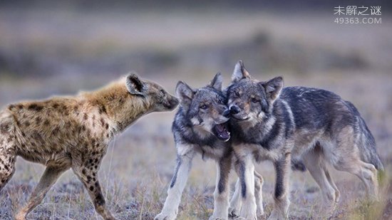 当北美灰狼群遇上非洲鬣狗群