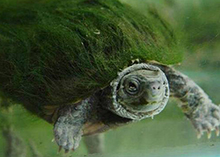 非常珍贵的龟类古代是被当作“神龟”，绿毛