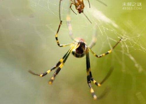 地球上10大最常见的室内蜘蛛