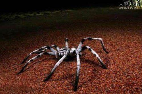 地球上10大最常见的室内蜘蛛