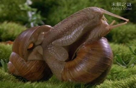 动物界十大性行为奇观：蜗牛雌雄同体变性交配[组图]