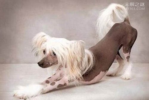 世界最丑的狗狗竞赛, 中国冠毛犬夺冠了!