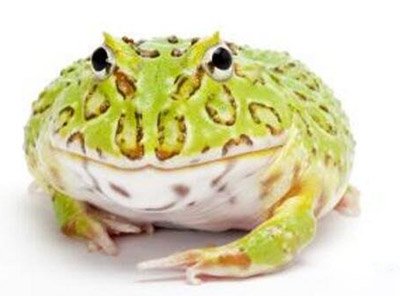 绿角蛙：外形可爱的新型宠物（每只价格超百元）