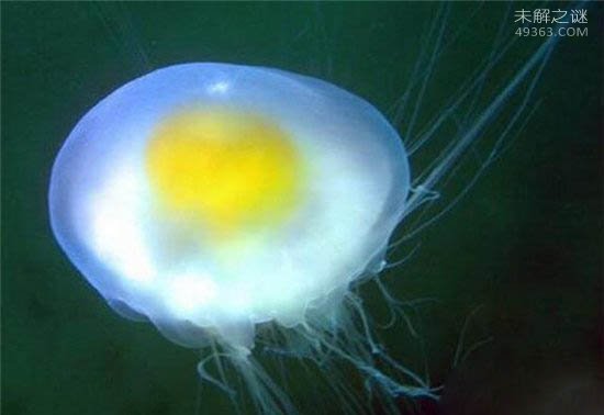 蛋黄水母比普通水母更大