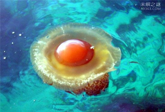 蛋黄水母比普通水母更大