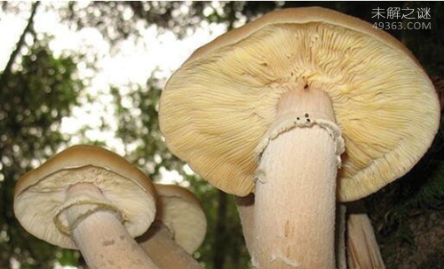 “巨型蘑菇”蜜环菌