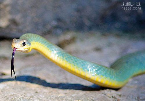 最神秘莫测的毒蛇之一，它们还不只是单纯的蓝色
