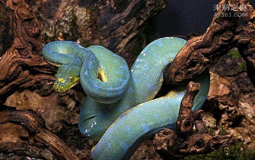 最神秘莫测的毒蛇之一，它们还不只是单纯的蓝色