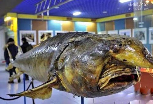 世界珍惜的大型淡水鱼 5米重1吨是真的吗？
