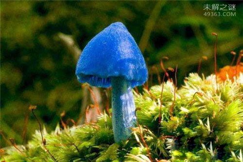 天蓝蘑菇