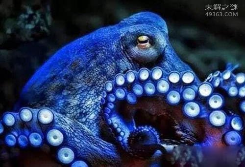 蓝色的章鱼