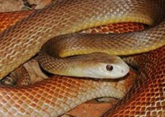 地球上最毒的毒蛇 喷射毒液一次能杀死130个