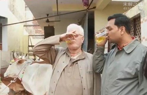 印度人用牛尿做饮料