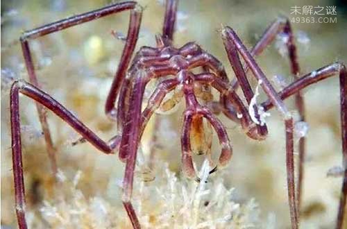 世界上唯一没有天敌的动物，“海蜘蛛”吃饭呼吸生育全靠大长腿