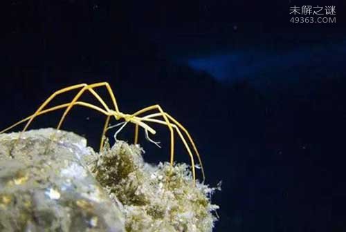 海蜘蛛的生殖孔都长在脚上