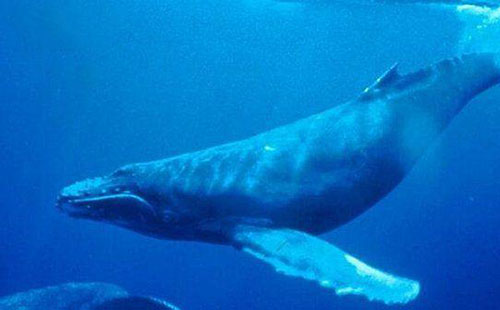 地球上10大最大的鲸鱼