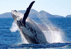 北极露脊鲸寿命可达268岁，每两年生育一个