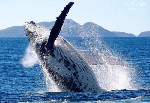 北极露脊鲸寿命可达268岁，每两年生育一个鲸宝宝