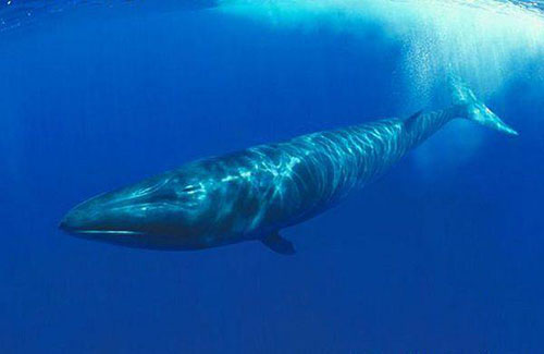 地球上10大最大的鲸鱼，不少都濒临灭绝