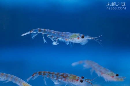 每年被我们吃掉几十万吨的南极磷虾还剩多少?