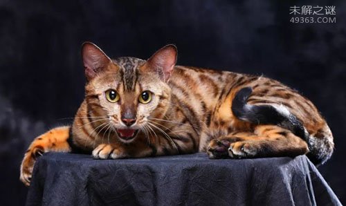 孟加拉猫是什么猫?亚洲豹猫和短毛猫交配后的品种