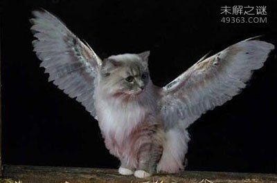 白猫竟然长了一对天使的翅膀