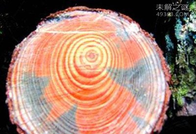南京中山陵黑松林“谋杀案”损失达上百亿元