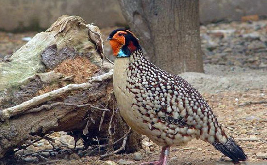 中国十大最珍稀濒危鸟类