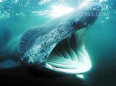 加勒比海姥鲨重现海洋，人类成为姥鲨的天敌