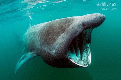 勒比海姥鲨