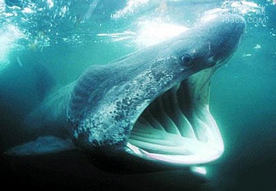 勒比海姥鲨