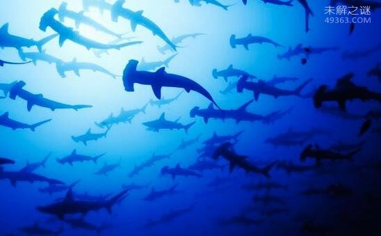 锤头鲨拥有360度视野