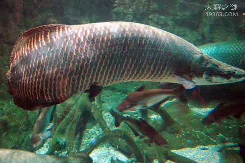 世界上最大的淡水鱼巨骨舌鱼：一亿年前就已经出现