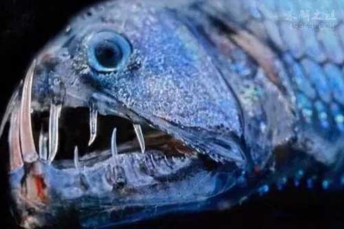 世界十大剧毒鱼,石鱼具有致命毒性(痛得要求截肢)