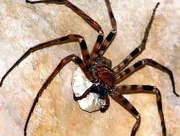 盘点八种超能力蜘蛛巨型猎蛛