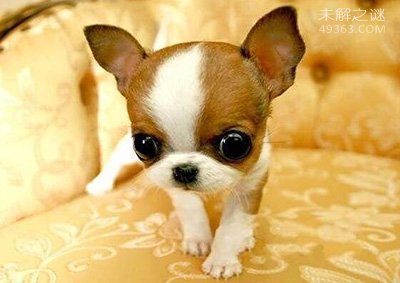 世界最小的狗一只吉娃娃 吉娃娃袖珍狗(长6厘米)