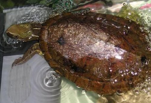 四眼斑水龟